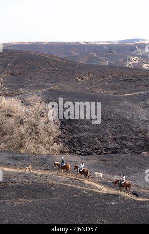 El patio Ranch, Frontier Horses, Aso, Kumamoto Kyushu, Giappone Foto Stock