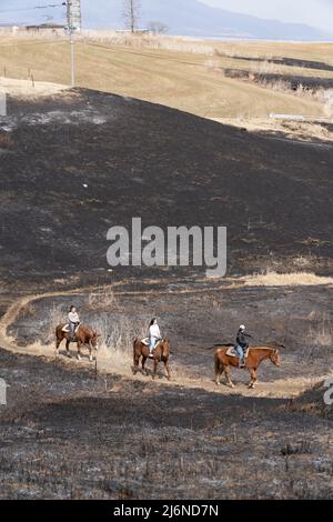 El patio Ranch, Frontier Horses, Aso, Kumamoto Kyushu, Giappone Foto Stock