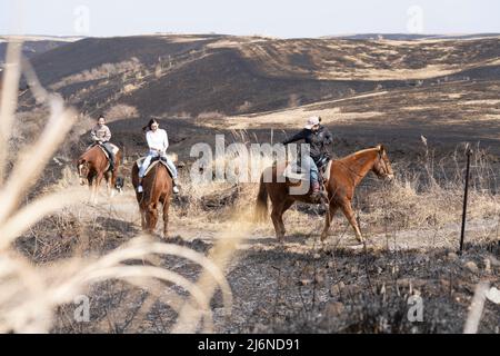 El patio Ranch, Frontier Horses, Aso, Kumamoto Kyushu, Giappone Foto Stock