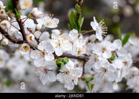 Fiori di ciliegio bianco. Bellissimi alberi da frutto fioriti. Sfondo con fiori in fiore in primavera Foto Stock