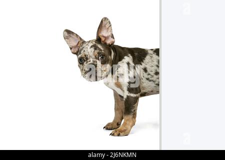 Ritratto di carino cucciolo di Bulldog francese che sbuccia l'angolo isolato su sfondo bianco studio Foto Stock