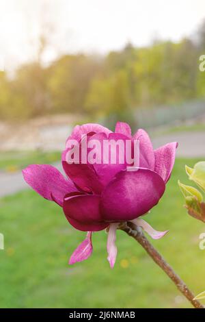 Ramo di albero di Magnolia con fiore viola bianco in primo piano giardino primavera tempo, leggermente in movimento fiore su un vento Foto Stock