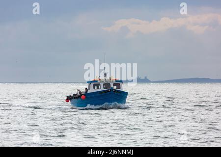 I turisti possono fare un giro in barca intorno alle Isole Farne a bordo di un traghetto felice novelle IV per vedere gli uccelli e le foche a Northumberland, Regno Unito nel mese di aprile Foto Stock