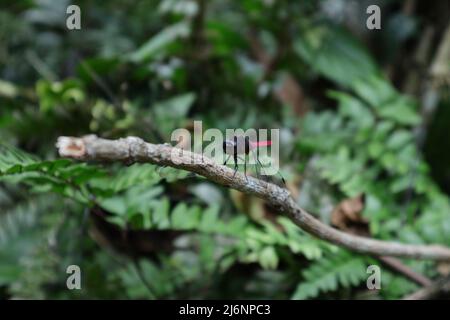 Un maschio cremisi coda falco palude libellula seduta parte superiore di un gambo di gomma asciutto Foto Stock