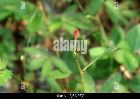 Pronto a fiorire testa di fiore rossastra di una pianta sensibile (Mimosa pudica Linn) con il gambo peloso elevato Foto Stock