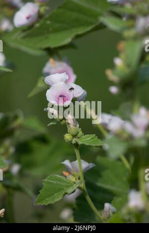 Echter Eibisch, Arznei-Eibisch, Eibisch, Althaea officinalis, marshmallow, marsh-mallow, Marsh mallow, Marshmallow comune, la Guimauve officinale, la Foto Stock