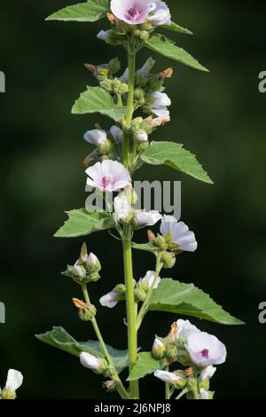 Echter Eibisch, Arznei-Eibisch, Eibisch, Althaea officinalis, marshmallow, marsh-mallow, Marsh mallow, Marshmallow comune, la Guimauve officinale, la Foto Stock