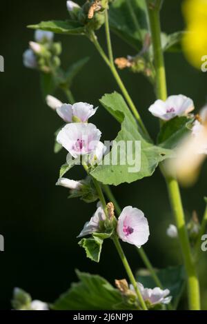 Echter Eibisch, Arznei-Eibisch, Eibisch, Althaea officinalis, marshmallow, marsh-mallow, Marsh mallow, Marshmallow comune, la Guimauve officinale, la Foto Stock