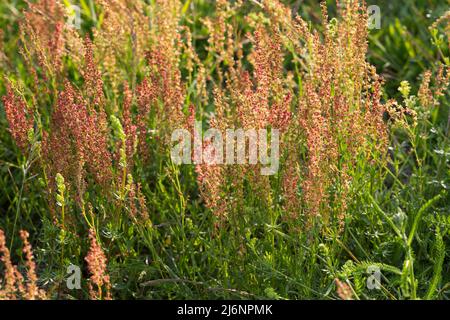 Kleiner Sauerampfer, Kleiner Ampfer, Zwerg-Sauerampfer, Rumex acetosella, pecore Sorrel, rosso sorrel di ovini sorrel, campo sorrel, aspro erbaccia, la petite Foto Stock