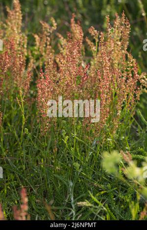 Kleiner Sauerampfer, Kleiner Ampfer, Zwerg-Sauerampfer, Rumex acetosella, pecore Sorrel, rosso sorrel di ovini sorrel, campo sorrel, aspro erbaccia, la petite Foto Stock