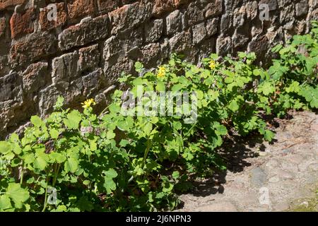 Schöllkraut, Schöll-Kraut, Großes Schöllkraut, Chelidonium majus, Greater Celandine, La Grande Chélidoine, la Grande Éclaire Foto Stock