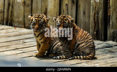 (220503) -- KUNMING, 3 maggio 2022 (Xinhua) -- i cuccioli delle tigri siberiane suonano allo Yunnan Wild Animal Park di Kunming, nella provincia di Yunnan, nel sud-ovest della Cina, il 3 maggio 2022. I quadruplets della tigre siberiana di un mese accolgono i visitatori al Parco animale selvatico di Yunnan durante la festa del Labor Day. (Xinhua/Jiang Wenyao) Foto Stock