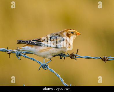 Zigolo delle nevi Foto Stock