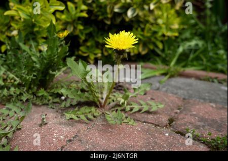 Dente di leone che cresce sul pavimento di calcestruzzo Foto Stock