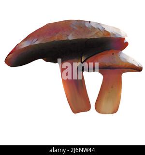 Diversi tipi di funghi marroni su sfondo bianco, clip-art, arte, funghi disegno a mano. Foto Stock