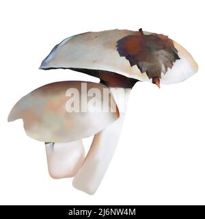 Diversi tipi di funghi marroni su sfondo bianco, clip-art, arte, funghi disegno a mano. Foto Stock