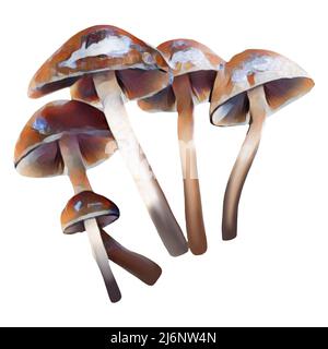 Diversi tipi di funghi marroni su sfondo bianco, clip-art, arte, funghi disegno a mano. Foto Stock