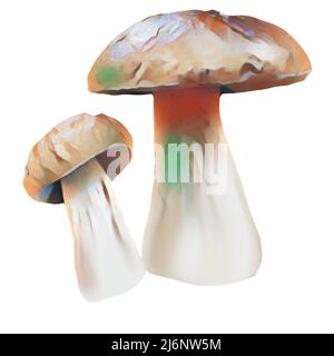 Diversi tipi di funghi marroni su sfondo bianco, clip-art, arte, funghi disegno a mano. Foto Stock