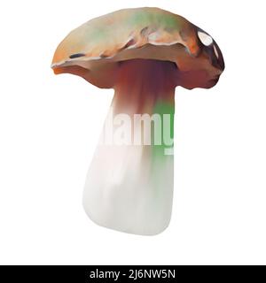 Diversi tipi di funghi marroni su sfondo bianco, clip-art, arte, funghi disegno a mano. Foto Stock