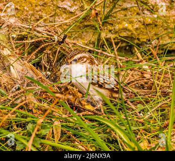 Rampichino alpestre Foto Stock