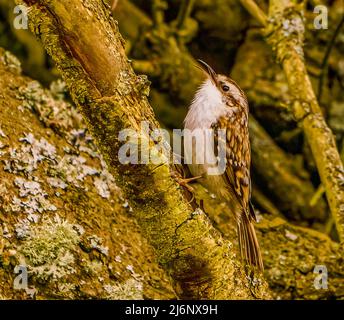 Rampichino alpestre Foto Stock