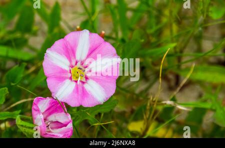 bella spiaggia mattina gloria fiori in macro primo piano, specie bindweed tropicale trovato su spiagge e spiagge Foto Stock