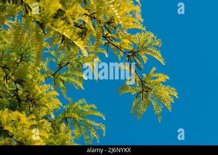 Miele Locust Tree, Gleditsia Triacanthos Foto Stock