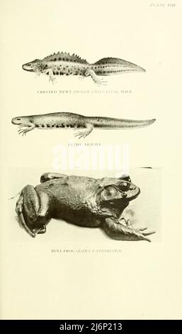 Crested Newt (critico di Molge), maschio e femmina. Bull-rana (Rana catesbiana) dal libro ' rettili, anfibia, pesci e basso chorbata ' di Joseph Thomas Cunningham, Richard Lydekker, George Albert Boulenger, John Arthur Thomson, Data di pubblicazione 1912 Editore Londra : Methuen Foto Stock