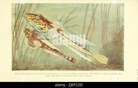 Dragonet maschile e femminile (Callionymiis lyra) in atteggiamento di associazione. Il maschio è molto più grande e più colorato della femmina dal libro ' rettili, anfibia, pesci e chorbata inferiore ' di Joseph Thomas Cunningham, Richard Lydekker, George Albert Boulenger, John Arthur Thomson, Data di pubblicazione 1912 Editore Londra : Methuen Foto Stock