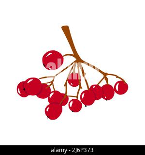 Ramo Rowan in stile piatto. Una bacca matura, simbolo di fertilità, autunno, disegnata a mano e isolata su sfondo bianco. Illustrazione vettoriale a colori Illustrazione Vettoriale