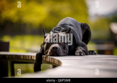 Black American Pit Bull Terrier all'aperto. Orgoglioso cane che giace sul ponte nel parco Foto Stock