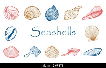 Una serie di conchiglie vuote. Il disegno di conchiglie di molluschi, crostacei, cozze, Nautilus. Il disegno inciso è disegnato a mano. Stile Doodle. Colletti colori Illustrazione Vettoriale