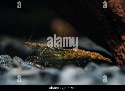 Gamberi in acquario d'acqua dolce. Neocaridina davidi o gamberetti di Rili. Foto Stock