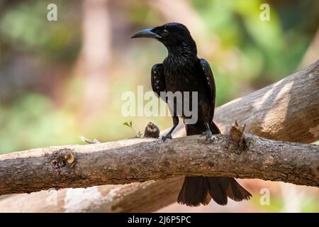 Immagine di capelli crested drongo uccello su un ramo albero su sfondo naturale. Animali. Foto Stock