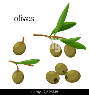 Verde oliva. Intero su un ramo con foglie, olive snocciolate. Ingrediente, un elemento per la progettazione di imballaggi alimentari, ricette e menu. Isolato su wh Illustrazione Vettoriale