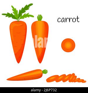Carote crude con cime. Intero, sezioni e metà in sezione trasversale. Verdure, verdure di radice, ingrediente, elemento di disegno di imballaggio dell'alimento, ricette, menu. IO Illustrazione Vettoriale