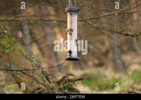 Goldfinch (Carduelis carduelis) e Female Chaffinch (Fringilla coelebs) su alimentatore. Perthshire Scozia Regno Unito. Marzo 2022. Foto Stock