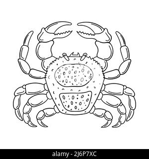 Schizzo di un granchio. Animale artropode marino, elemento di design a forma di scarabeo disegnato a mano. Semplice illustrazione vettoriale del contorno bianco e nero. Isolato su un bianco b Illustrazione Vettoriale