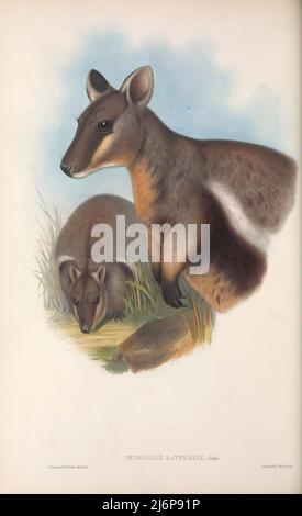 Il wallaby di roccia fiancheggiato nero (Petrogale lateralis), [qui come wallaby di roccia a strisce] anche noto come wallaby di roccia a piedi neri o wallaby di roccia, è una specie di wallaby, uno dei vari wallaby di roccia nel genere Petrogale. Un erbivoro timido e notturno, le sue due principali sottospecie si trovano in popolazioni per lo più isolate attraverso l'Australia occidentale e meridionale (WA), il territorio settentrionale e parti dell'Australia meridionale (SA). Storia naturale opere d'arte del libro ' i mammiferi d'Australia ' di John Gould, 1804-1881 Data di pubblicazione 1863 Editore Londra, stampato da Taylor e Francis, pub. By Th Foto Stock