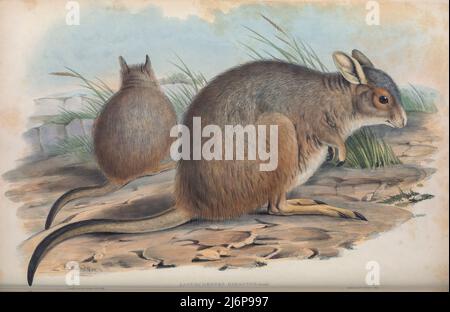 La rufosa lepre-wallaby (Lagorchestes hirsutus), nota anche come mala, è un piccolo macropode trovato in Australia. In precedenza era ampiamente distribuito nella metà occidentale del continente, Ma le popolazioni naturali sono ora confinate a Bernier Island e Dorre Island Islands al largo dell'Australia occidentale opere d'arte di storia naturale dal libro ' i mammiferi dell'Australia ' di John Gould, 1804-1881 Data di pubblicazione 1863 Editore Londra, stampato da Taylor e Francis, pub. Dall'autore Volume 2 (1863) Foto Stock