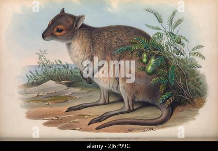 La lepre-wallaby (Lagorchestes cospicillatus) è una specie di macropode che si trova in Australia e Nuova Guinea. In Australia, una piccola sottopopolazione si trova sull'isola di Barrow, mentre il tipo continentale è diffuso, anche se in declino, attraverso le regioni settentrionali del paese opere d'arte di Storia Naturale dal libro ' i mammiferi d'Australia ' di John Gould, 1804-1881 Data di pubblicazione 1863 Editore Londra, Stampato da Taylor e Francis, pub. Dell'autore Volume 2 (1863) Foto Stock