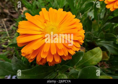 Fiori gialli e arancioni di Calendula officinalis pianta Foto Stock