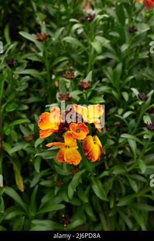 Erysimum cheiri fiori colorati Foto Stock
