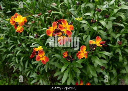 Erysimum cheiri fiori colorati Foto Stock