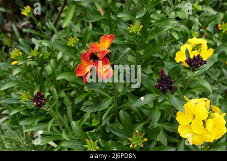 Erysimum cheiri fiori colorati Foto Stock