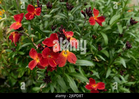 Erysimum cheiri fiori colorati Foto Stock