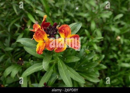 Erysimum cheiri fiori colorati Foto Stock