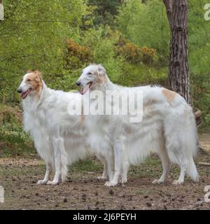 Borzoi Foto Stock