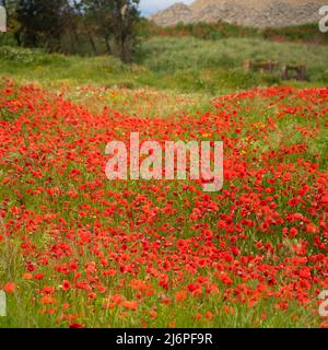 Bel campo di fiori di papavero rosso in un prato di campagna Foto Stock