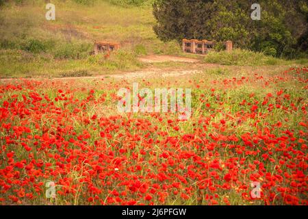 Bel campo di fiori di papavero rosso in un prato di campagna Foto Stock